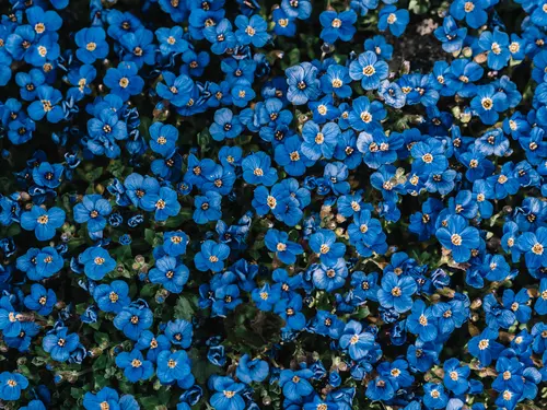 цветы, голубые, цветение, растение, декоративное, синие